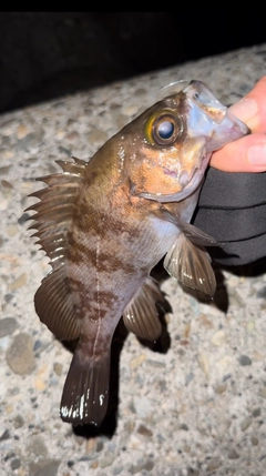 メバルの釣果