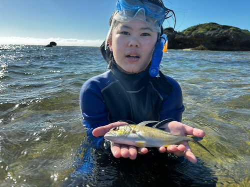 ギンガメアジの釣果