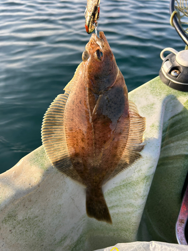 カレイの釣果