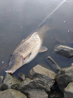 コイの釣果