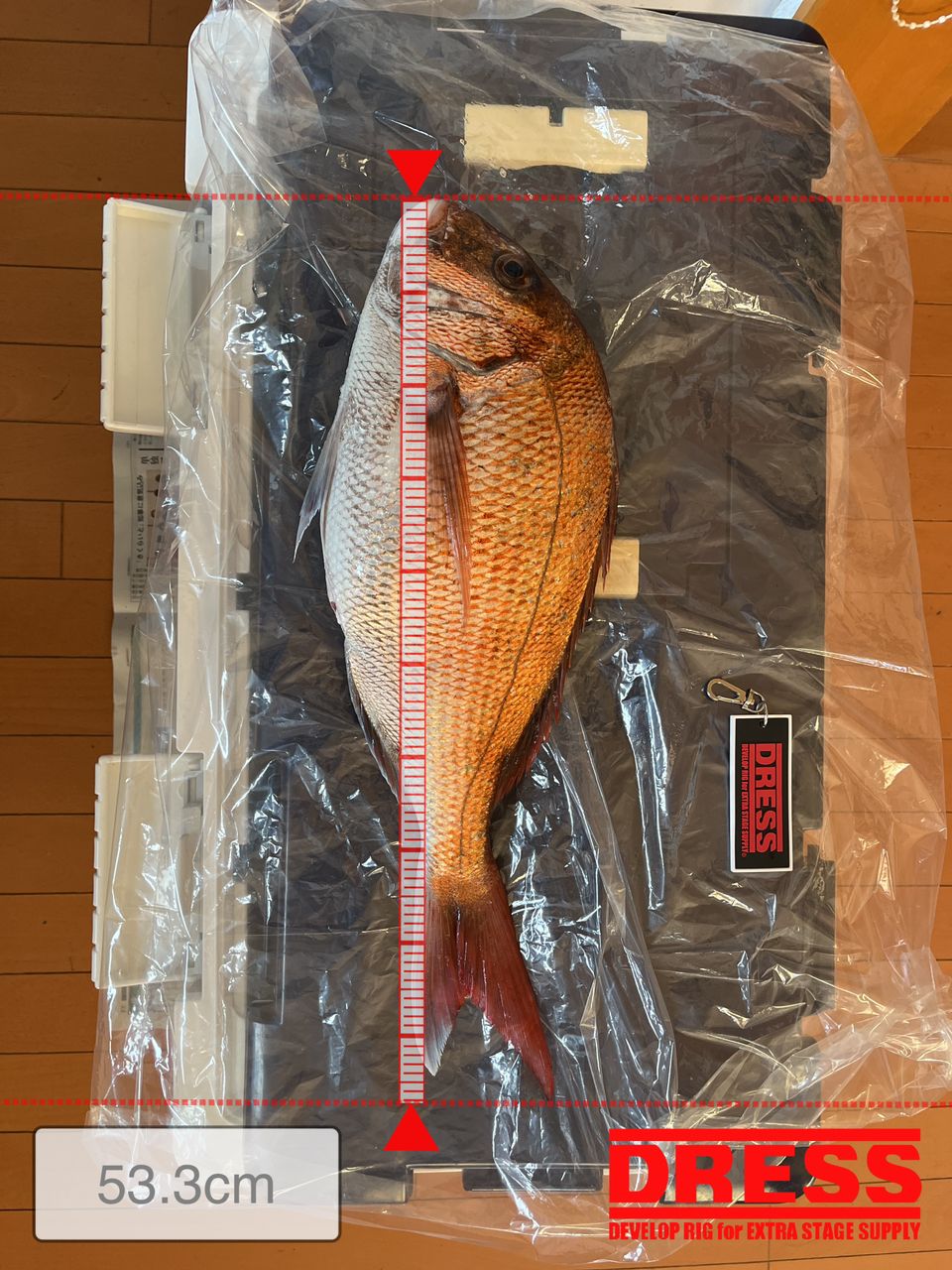 K  FUJIMURAさんの釣果 2枚目の画像