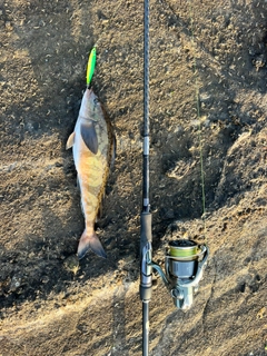 ホッケの釣果