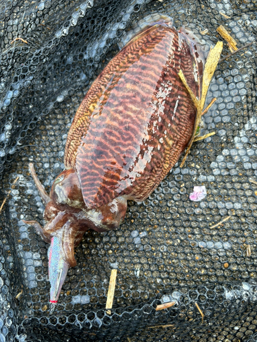 コウイカの釣果