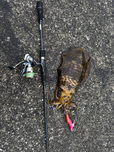 モイカの釣果