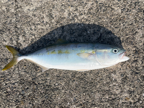 ツバスの釣果