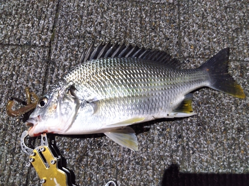 キビレの釣果