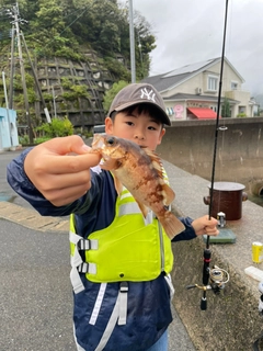 メバルの釣果