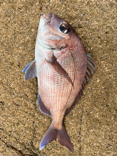 タイの釣果