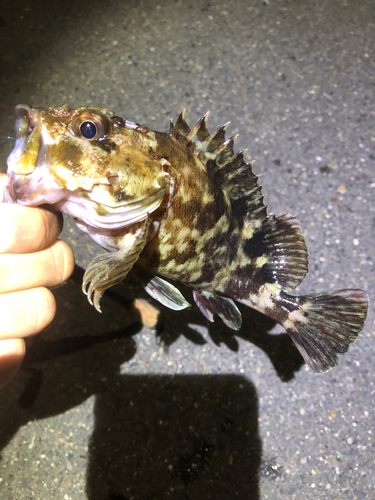 カサゴの釣果