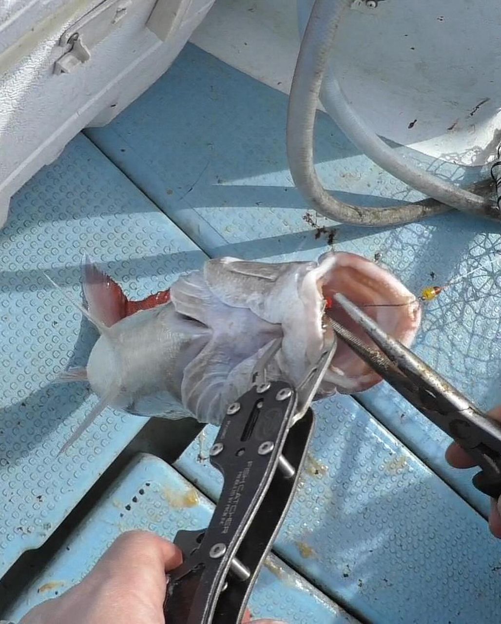 オフショアLOVEさんの釣果 2枚目の画像