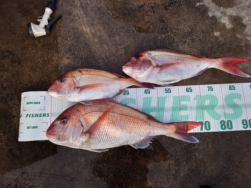 マダイの釣果