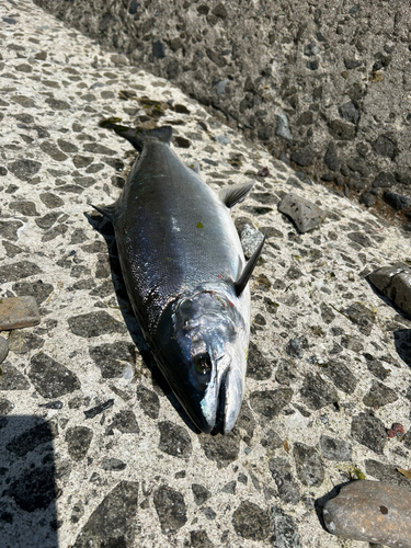 ウミサクラの釣果