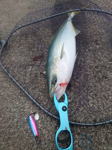 ハマチの釣果