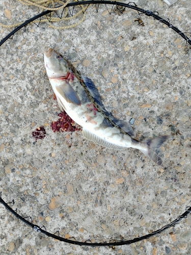 ホッケの釣果