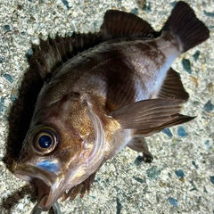 シロメバルの釣果