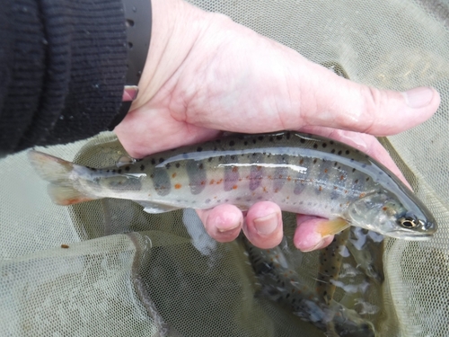 アマゴの釣果