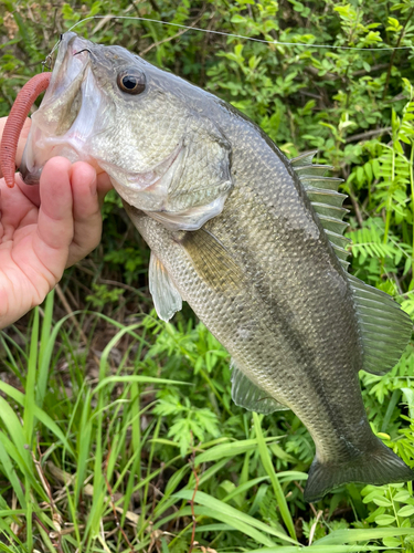 ラージマウスバスの釣果