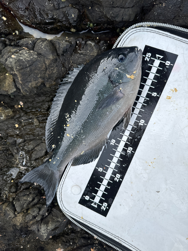 オナガグレの釣果