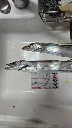 タチウオの釣果