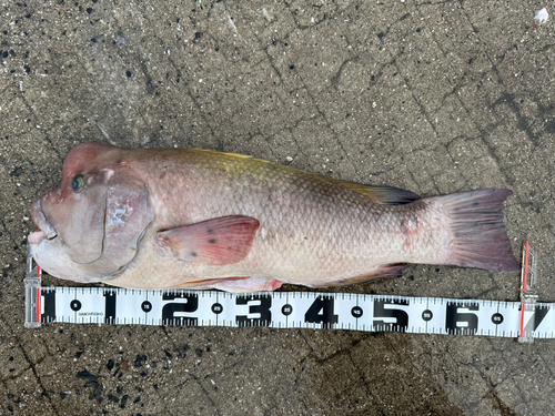 コブダイの釣果