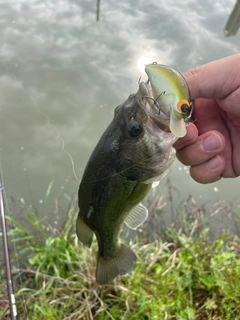 ブラックバスの釣果