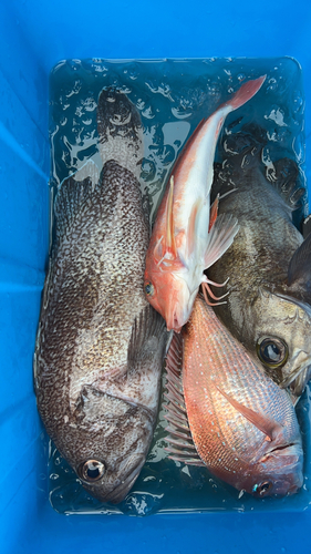 マダイの釣果