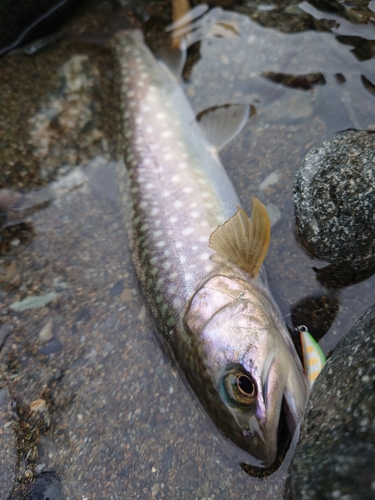 イワナの釣果