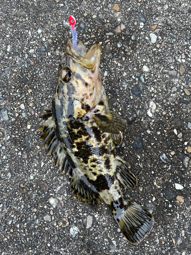 タケノコメバルの釣果