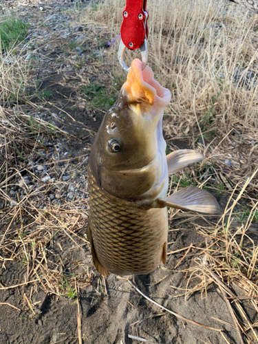 コイの釣果