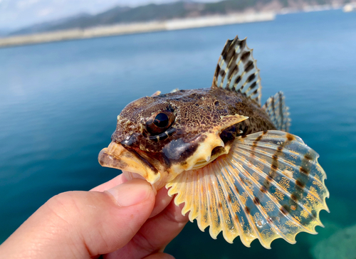 ニジカジカの釣果