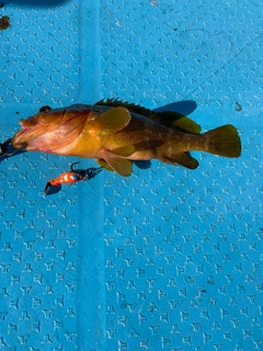 アコウの釣果