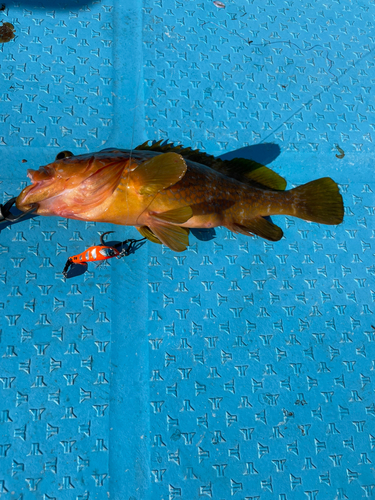 アコウの釣果