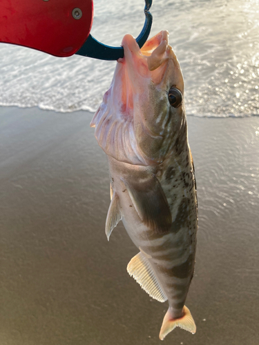 ホッケの釣果