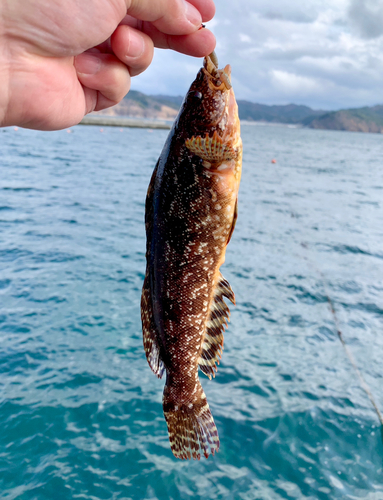 アイナメの釣果