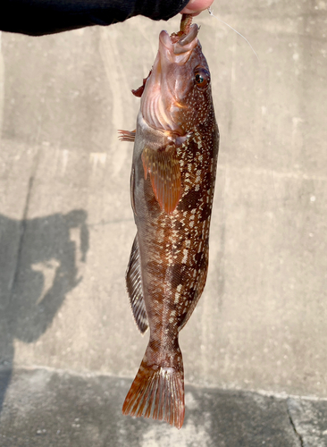 アイナメの釣果