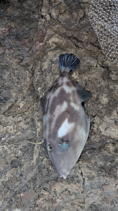 ウマヅラハギの釣果