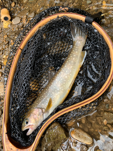 イワナの釣果