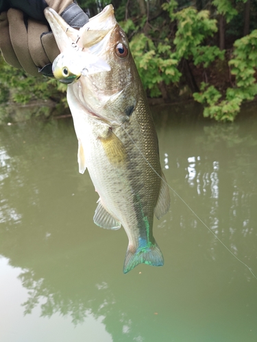 ラージマウスバスの釣果