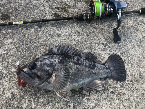 ソイの釣果