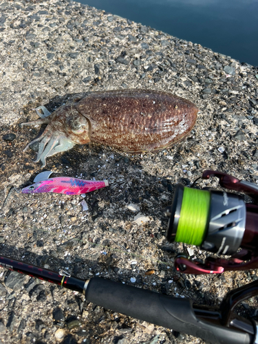 コウイカの釣果