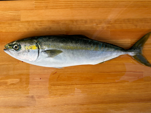 ヒラマサの釣果