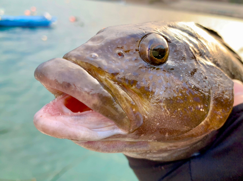 アイナメの釣果