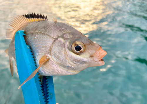 タナゴの釣果