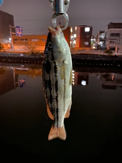 シマイサキの釣果