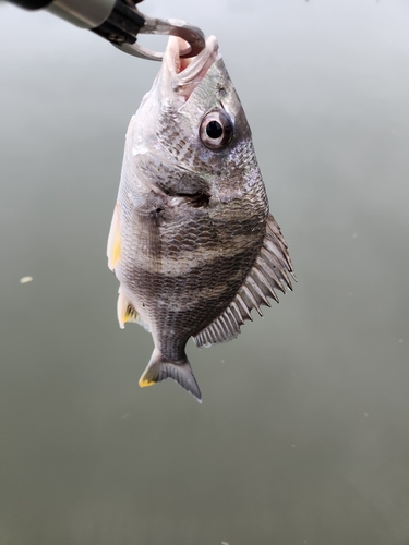 キビレの釣果