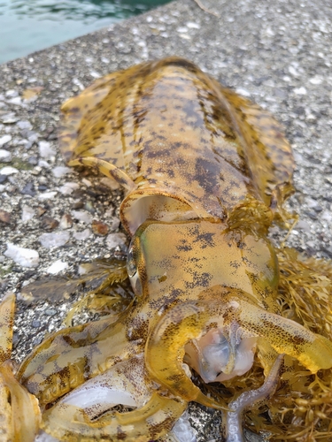 アオリイカの釣果