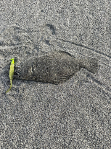 ソゲの釣果