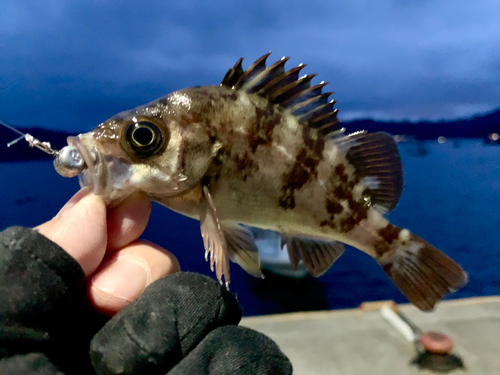 メバルの釣果