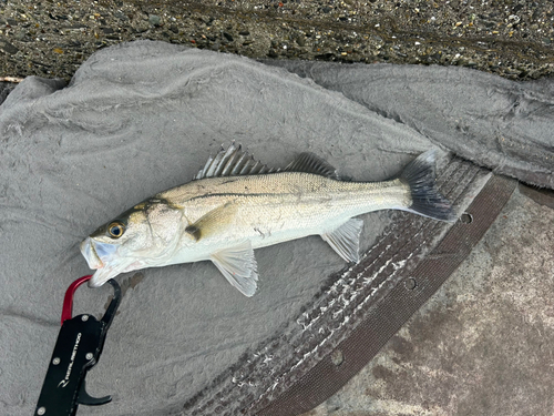 セイゴ（マルスズキ）の釣果