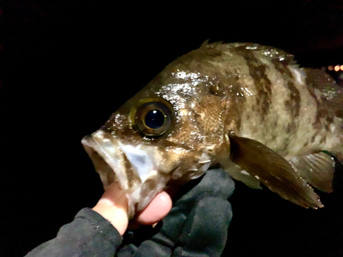 メバルの釣果